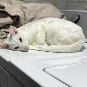 Meet your Posher, Dan